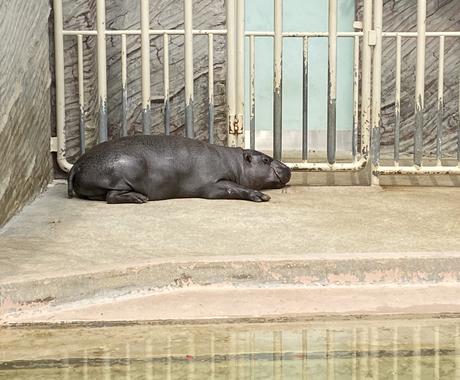 あなたの守護動物をみます 今 あなたをサポートしている動物から現状がわかります 人生 スピリチュアル ココナラ