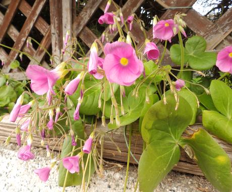 一枚引き Aで占います 一枚引き Aのシンプルなタロット占い 何往復も可能です 占い全般 ココナラ