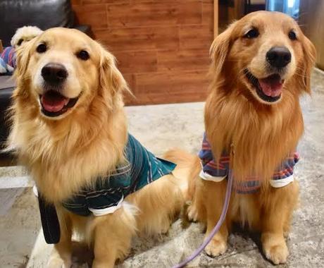 大型犬の基礎的なしつけを教えます 伏せやお手などの基礎的なものであれば2日程度で習得可能です ペット 動物の相談 ココナラ