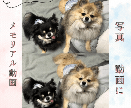 思い出のペットの写真を5秒の動画にします 「うちのこ」の写真から、世界にひとつだけの映像に仕上げます。 イメージ1