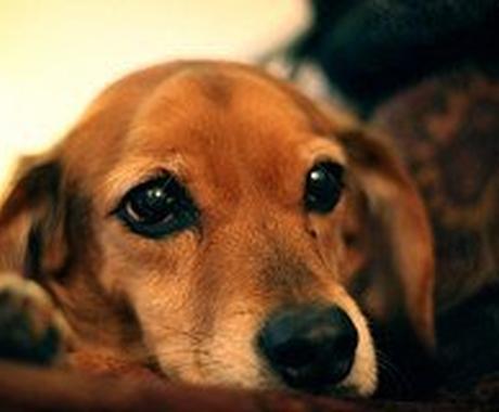 ベジタリアン犬を飼ってます これから犬を飼おうと思っている人へのアドバイス 手作りご飯など ペット 動物の相談 ココナラ