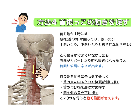 筋 骨 関節をもとに身体の仕組みや動き方を教えます 身体に関わるお仕事をされる方 医療系学生向け その他 オンラインレッスン ココナラ