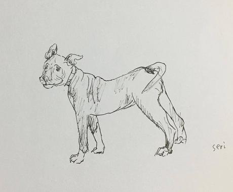 ペン画 ペット 動物 のイラストをお描きします メッセージカード プレゼント 自宅観賞用に ペットイラスト作成 ココナラ