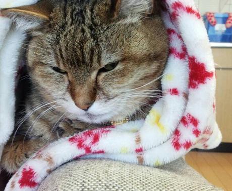 犬猫相談室 電話編 現役獣医がお応えします 病院に連れて行く前にできることを知りたい方にオススメです ペット 動物の相談 ココナラ