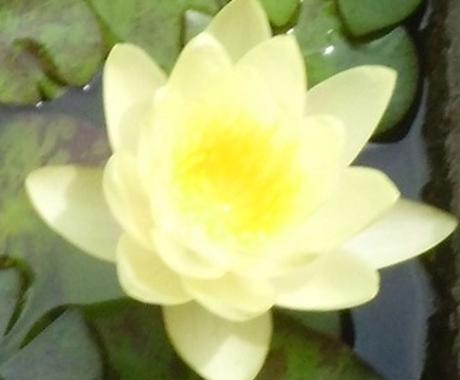 あなたの生まれてきた使命を星の配置から読みときます 光の科学と言われるインド占星術であなたの人生を照らし出します 人生 スピリチュアル ココナラ