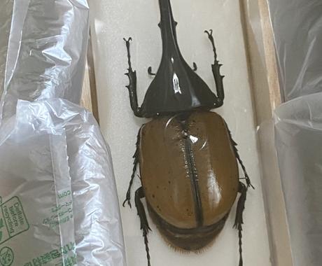 昆虫標本作ります 昆虫は標本にすると永く保存できます 趣味 ゲームのアドバイス ココナラ