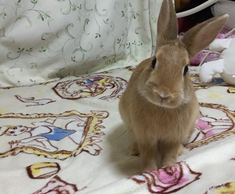 うさぎを飼いたい方にオススメ 飼い方教えます うさぎを飼おうか迷っている方に飼い方教えます ペット 動物の相談 ココナラ