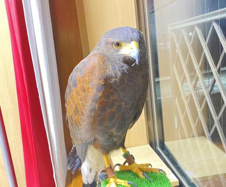 鷹 ハリスホーク の動画素材をご提供します 可愛い動画 かっこいい動画 映える動画なんでもご希望ください 動画撮影 素材提供 ココナラ