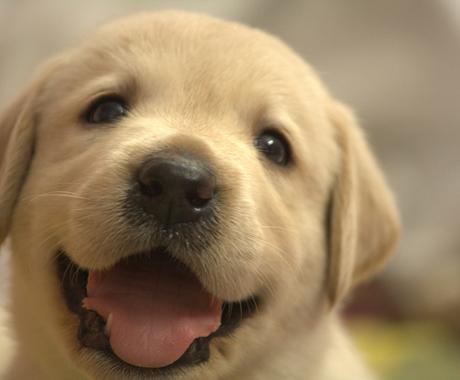 アニマルコミュニケーション 動物の気持ち代弁します ペットともっと仲良くなりたい方 ペットロスの方おすすめです 総合運 ココナラ アニマルコミュニケーション 動物の気持ち代弁します ペットともっと仲良くなりたい方 ペットロスの方おすすめです 総合運 ココナラ