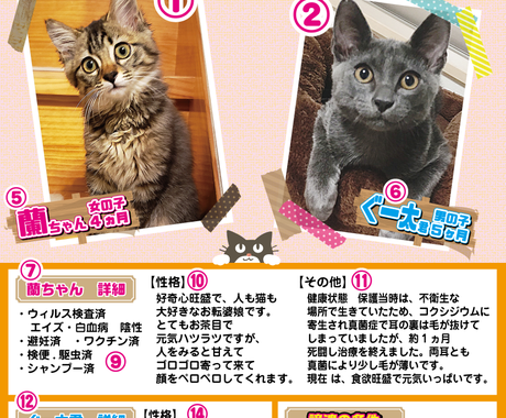 簡単な子猫里親募集のチラシを作ります 保護猫団体で選ばれ使われているチラシです チラシ作成 フライヤーデザイン ココナラ