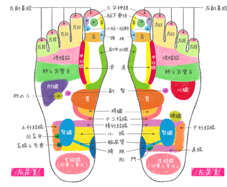 医療系リアルイラスト制作します 内臓 筋肉 骨格 細胞 どんと来い イラスト作成 ココナラ