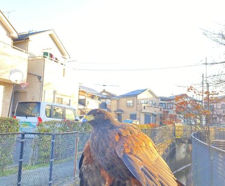 鷹 ハリスホーク の動画素材をご提供します 可愛い動画 かっこいい動画 映える動画なんでもご希望ください 動画撮影 素材提供 ココナラ