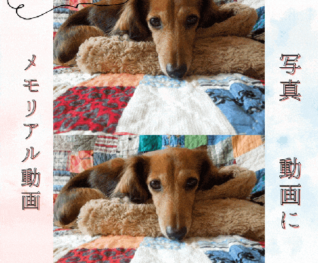 思い出のペットの写真を5秒の動画にします 「うちのこ」の写真から、世界にひとつだけの映像に仕上げます。 イメージ2