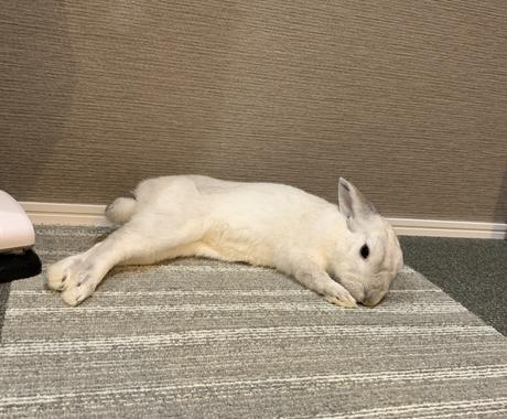 うさぎの飼い方教えます 意外と大変なうさぎの飼育方法やエサについてなどご相談ください ペット 動物の相談 ココナラ