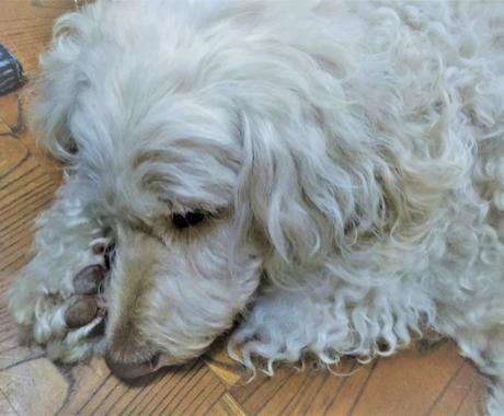 ラブラドゥードルの輸入をお手伝いします 語学力不要 海外から個人輸入してみませんか ペット 動物の相談 ココナラ