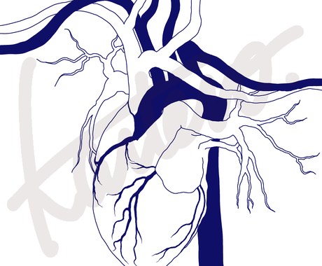 医大生が筋肉や骨 臓器のイラストを描きます 実際に解剖を経験したからこそわかる知識をフルに使います イラスト作成 ココナラ