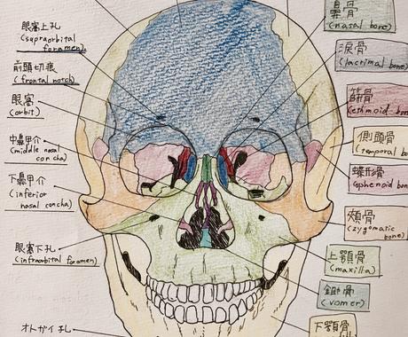 骨 筋 内臓等の医療系イラストお描きします サイトの挿絵などにお困りの方にオススメ 当方医療知識有り イラスト作成 ココナラ