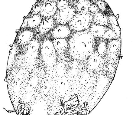 図鑑のような点描画描きます 手描きで理科の観察スケッチのような精巧な点描画です イラスト作成 ココナラ