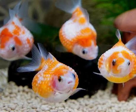 金魚 メダカ 熱帯魚 海水魚の飼育診断します 小型魚から大型魚 肉食魚まで 何でも飼育診断致します 趣味 ゲームのアドバイス ココナラ