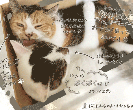 あなたのおうちのねこさんをほめます ねこさんのお写真に、ねこさんのステキなところを書き込みます イメージ2