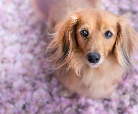 純正買い 犬の気持ち 通訳します Faa16d34 ショッピングを公式通販 Www Cfscr Com