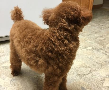 可愛すぎるトイプードルちゃんの写真を送ります 写真撮影 素材提供 ココナラ