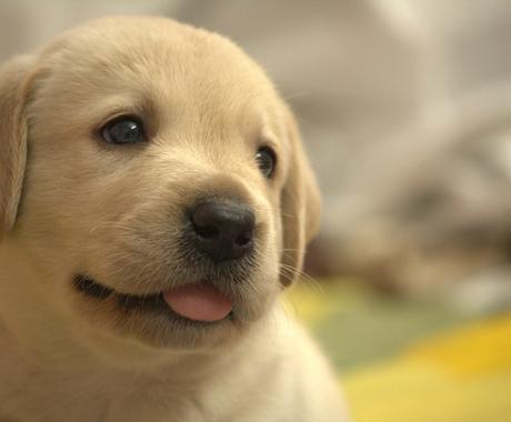 画像編集 猫や犬など 動物 に 表情 をつけます 動物を 笑顔 にしたり 瞼を閉じさせたりします 写真の編集 加工 ココナラ 画像編集 猫や犬など 動物 に 表情 をつけます 動物を 笑顔 にしたり 瞼を閉じさせたりします 写真の編集 加工 ココナラ