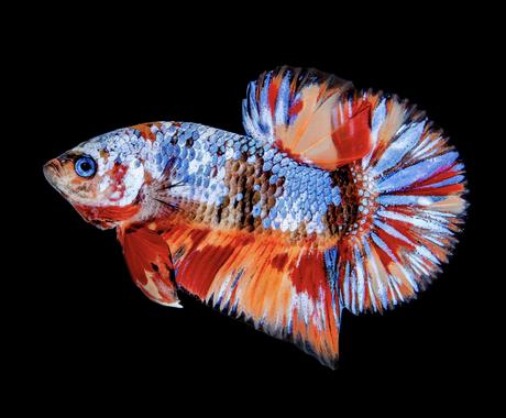 独自の霊視により あなたの未来の 全て を視ます 未来の行く末を鑑定し 万全の対策で未来へ向かいましょう 占い全般 ココナラ