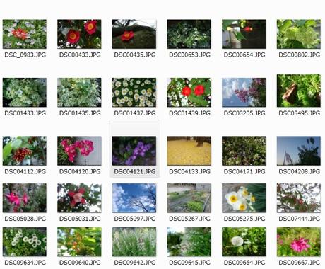 著作権フリーです 植物 花 の写真素材売ります 全155枚 著作権フリーでお使い頂けます 写真撮影 素材提供 ココナラ
