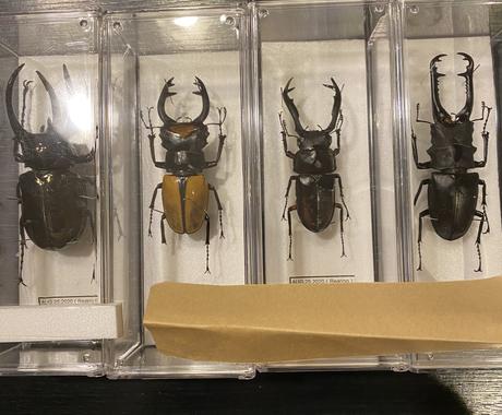 昆虫標本作ります 昆虫は標本にすると永く保存できます 趣味 ゲームのアドバイス ココナラ