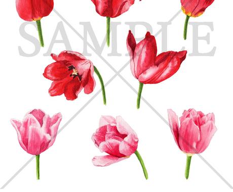 アナログ水彩でかわいくリアルな植物イラスト描きます リアルすぎず正確に あたたかな色合いとふんわりしたタッチで イラスト作成 ココナラ