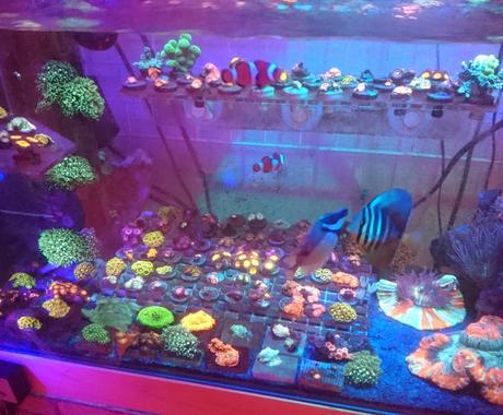 海水魚水槽 立ち上げや相談に乗ります 海水魚を始めるにあたって 疑問点などを答えます ペット 動物の相談 ココナラ