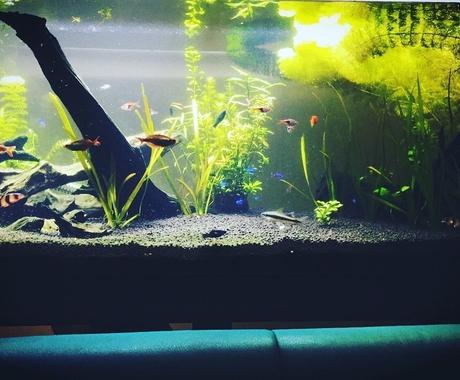 アクアリウム、熱帯魚始めたい方をサポートします 熱帯魚の現在飼育で困ってるかたもサポート可能です！ ペット・動物の相談 ココナラ