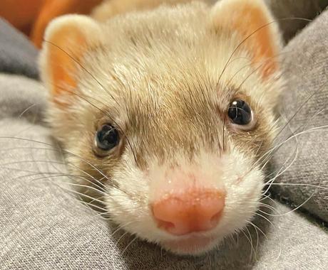 動物関係のお仕事をするには 獣医が相談にのります なりたい仕事に就くために 今できることや悩みを聞きます その他 悩み 恋愛 話し相手 ココナラ