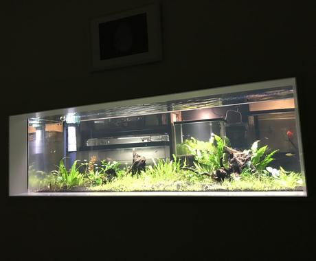 熱帯魚を始めたい方 サポートいたします 熱帯魚 海水魚飼育歴15年のナースマンです ペット 動物の相談 ココナラ