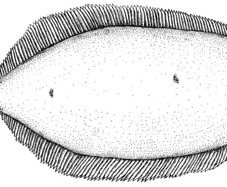 図鑑のような点描画描きます 手描きで理科の観察スケッチのような精巧な点描画です イラスト作成 ココナラ