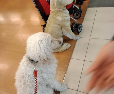 ラブラドゥードルの輸入をお手伝いします 語学力不要 海外から個人輸入してみませんか ペット 動物の相談 ココナラ