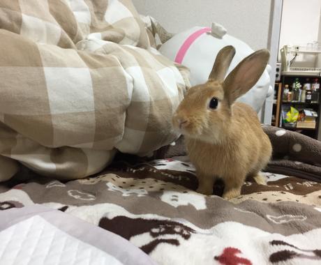 うさぎを飼いたい方にオススメ 飼い方教えます うさぎを飼おうか迷っている方に飼い方教えます ペット 動物の相談 ココナラ