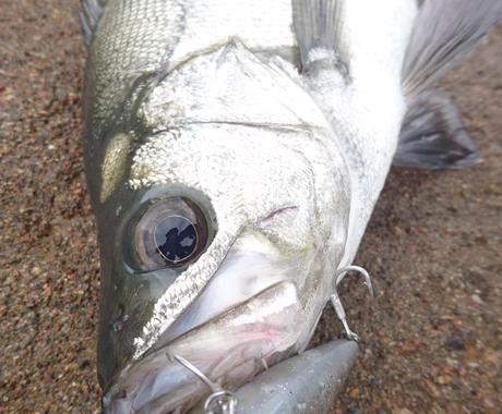 スズキの釣り方お教えします お住まいの場所の近くでシーバスがどうしても釣りたい方へ スポーツレッスン アドバイス ココナラ スズキの釣り方お教えします お住まいの場所の近くでシーバスがどうしても釣りたい方へ スポーツレッスン アドバイス ココナラ