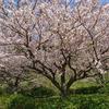 言の花