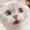 しゃけちゃんみ