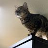 八幡のねこ