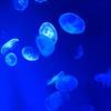 クラゲくん
