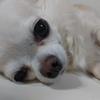 千穂美