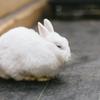うさもふ