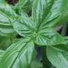 aniseed