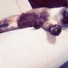 猫まま143