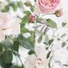 hydrangea226