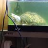 魚と水槽