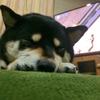 にのる